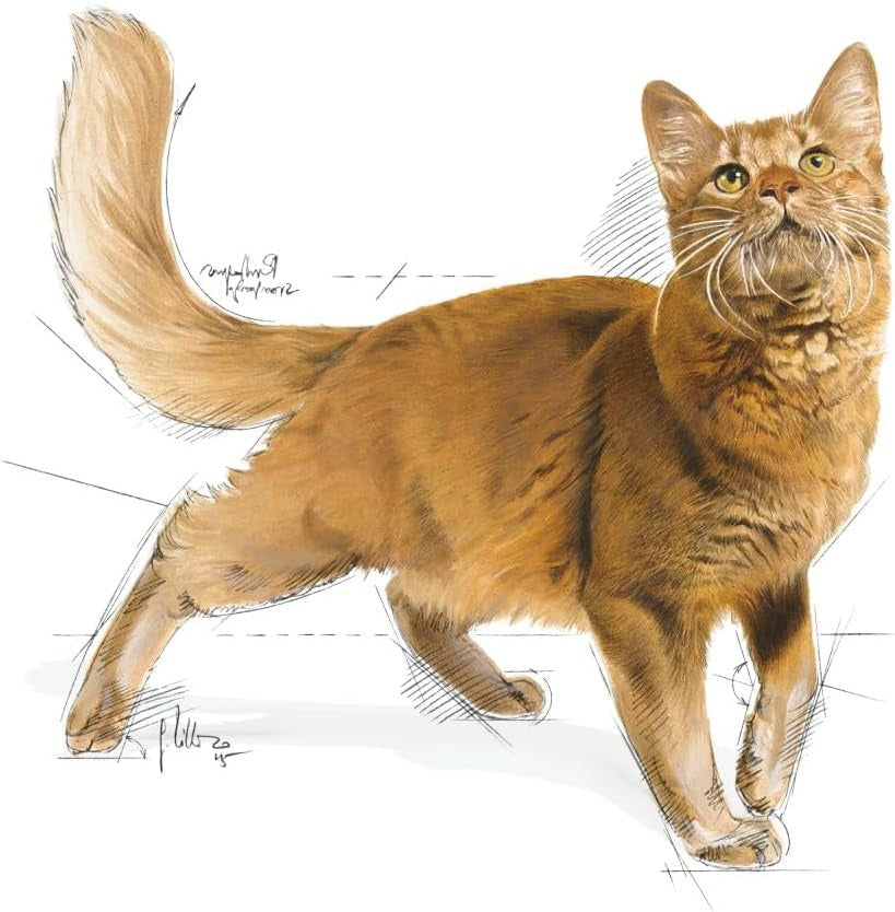 Royal Canin Fit 32 Cat Food, 15 kg