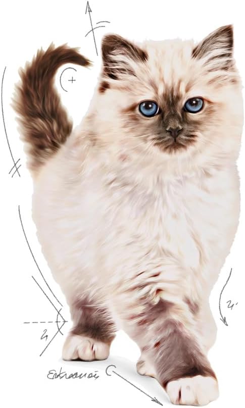 Royal Canin Kitten Food, 10 kg