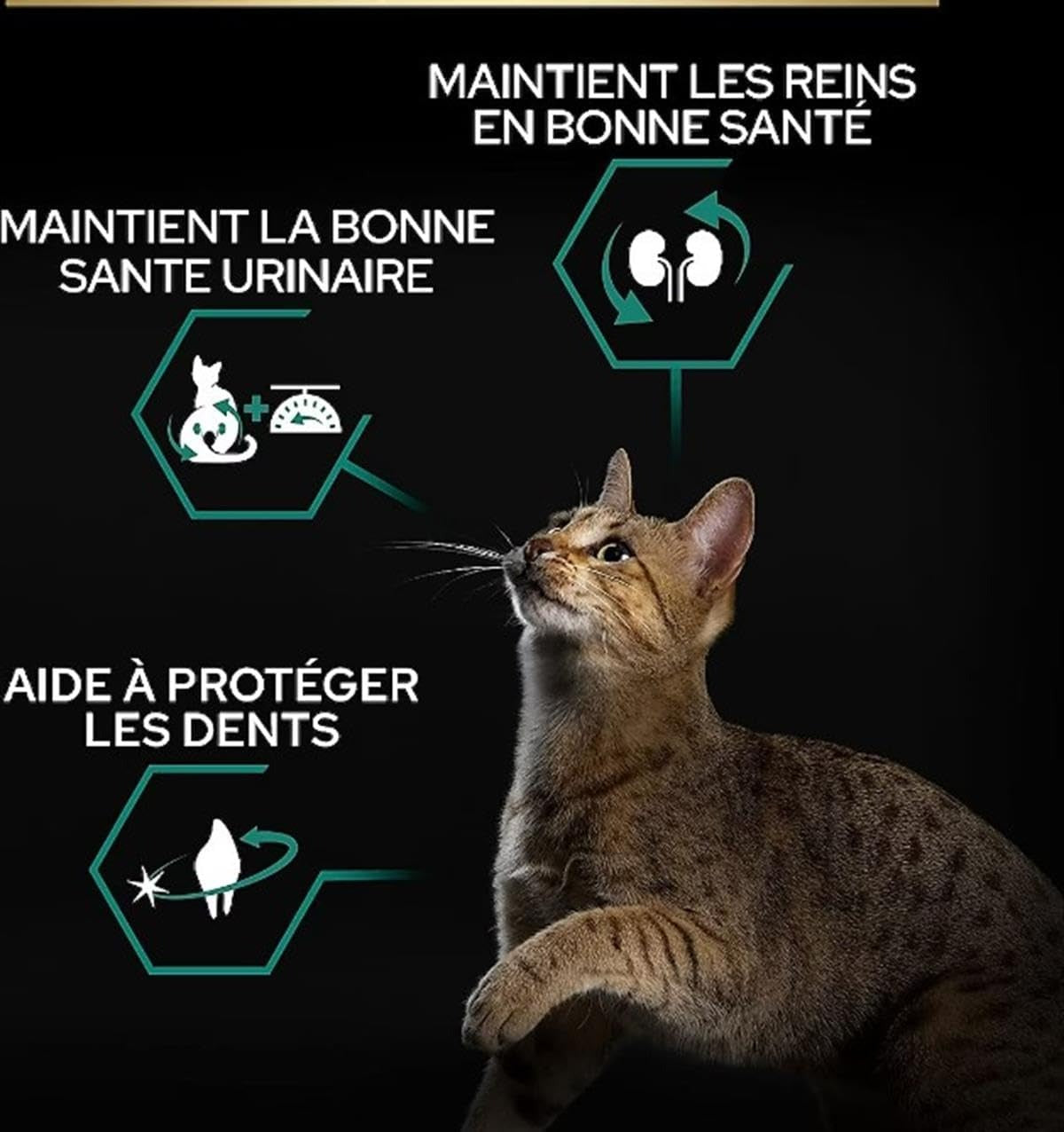 Pro Plan Sterilized Turkey Dry Cat Food, 10 kg